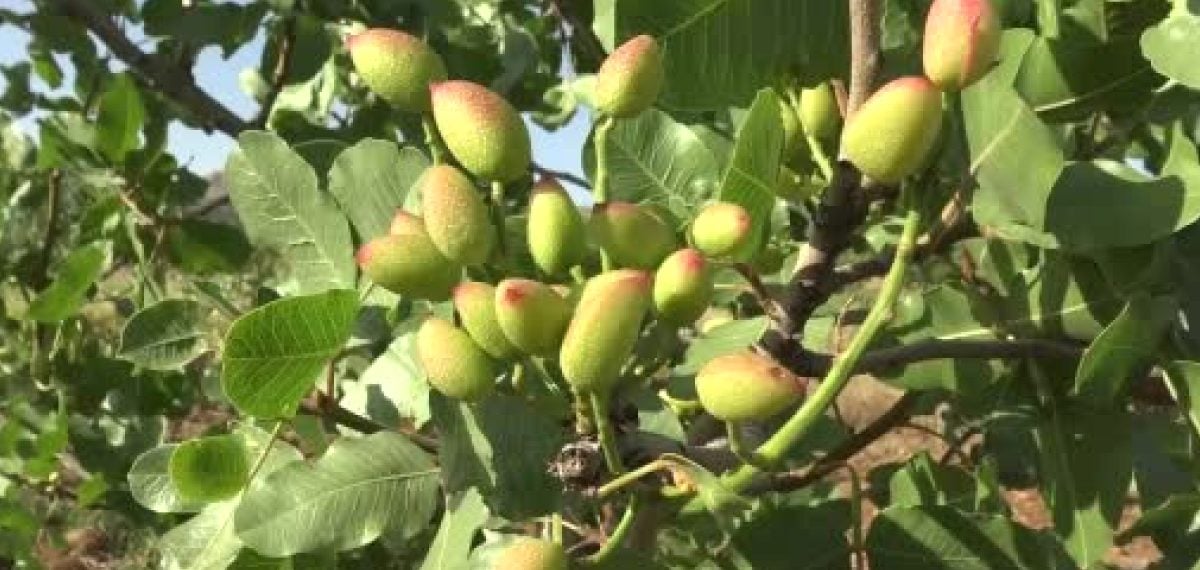 Gercüş İlçesinde Fıstık Aşılama Sezonu Başladı