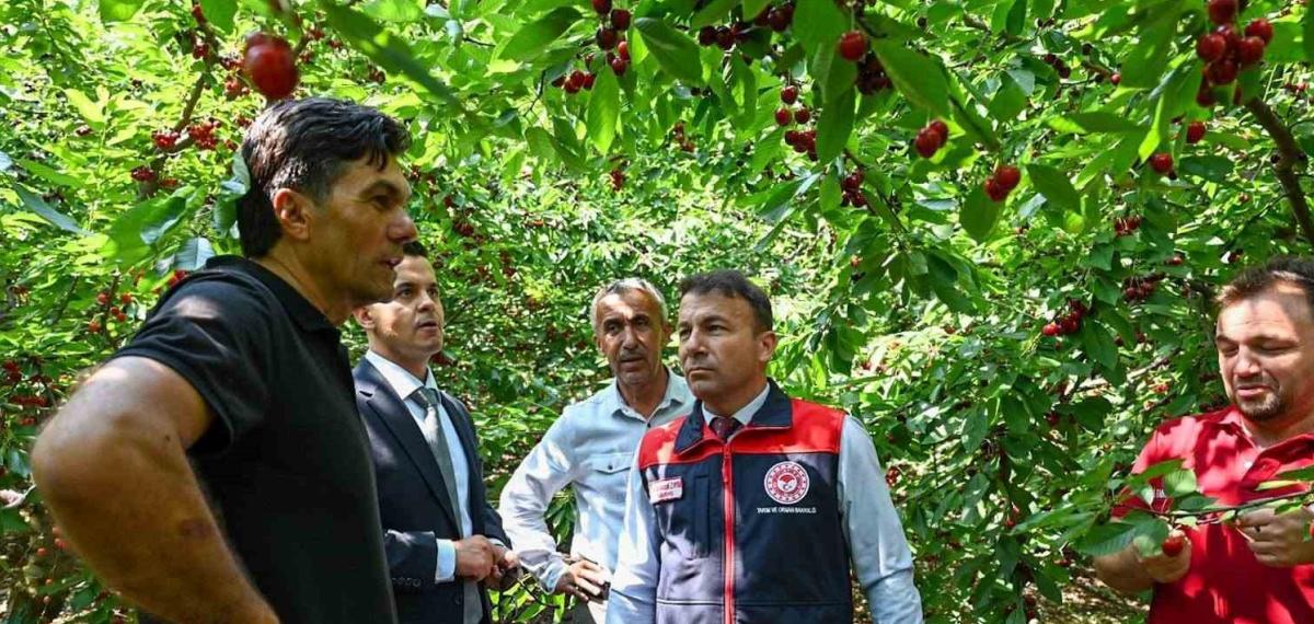 Honaz Kirazında Bereketli Sezon: Protokolün Üreticilerle Buluşması ve Rekolte Verileri