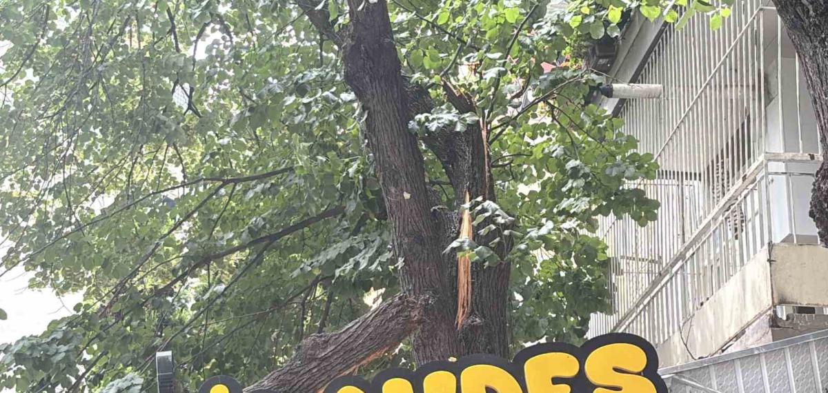 İzmit’te Lokantanın Üzerine Devrilen Ağaç Kolları Çatıda Hasara Yol Açtı