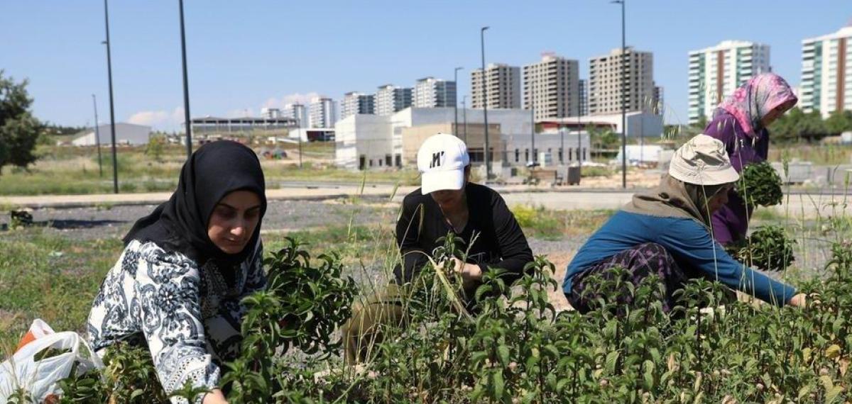 Kadın Emeğiyle Yetişen Tıbbi ve Aromatik Bitkilerin İlk Hasadı Yapıldı