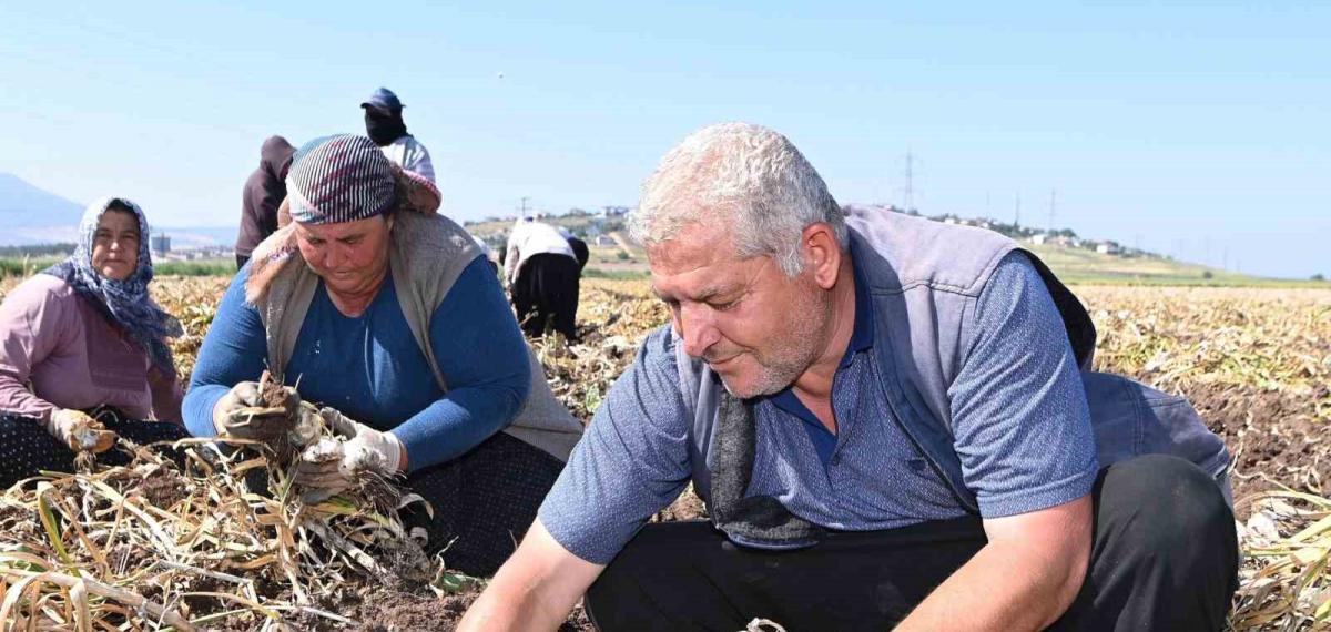 Kahramanmaraş’ta Sarımsak Hasadı: Yılda 17 Bin Ton Üretimi Yapılıyor