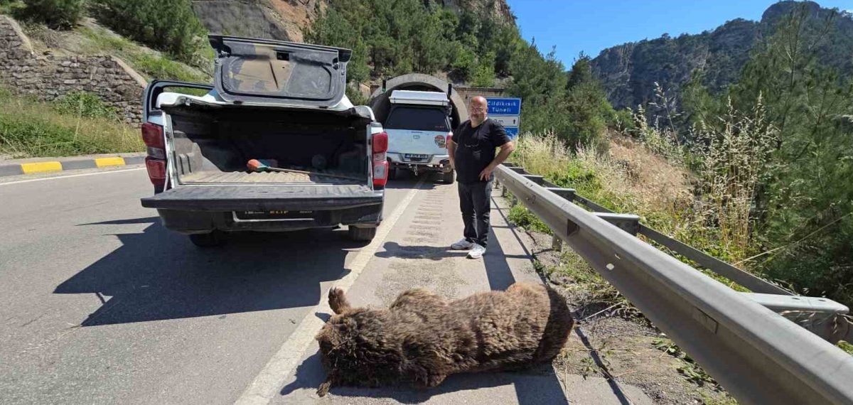 Karabük’te otomobilin çarptığı ayı kan kaybı nedeniyle hayatını kaybetti