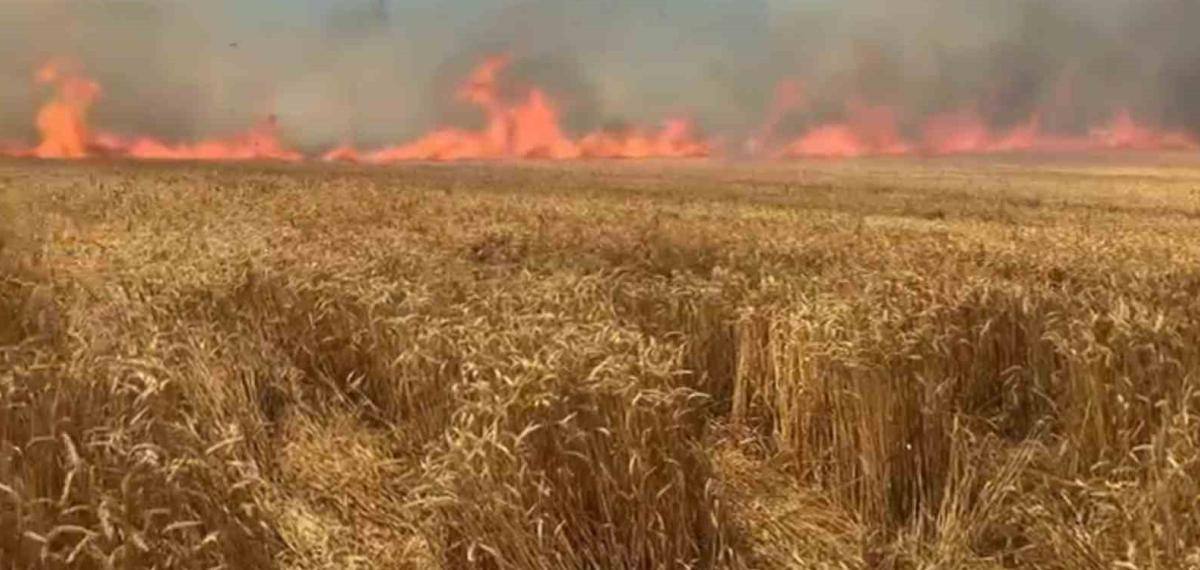 Karaevli Mahallesi’nde Yaşanan Buğday Tarlasındaki Yangın: Yetkililer ve Üreticiler için Bilgilendirici Değerlendirme