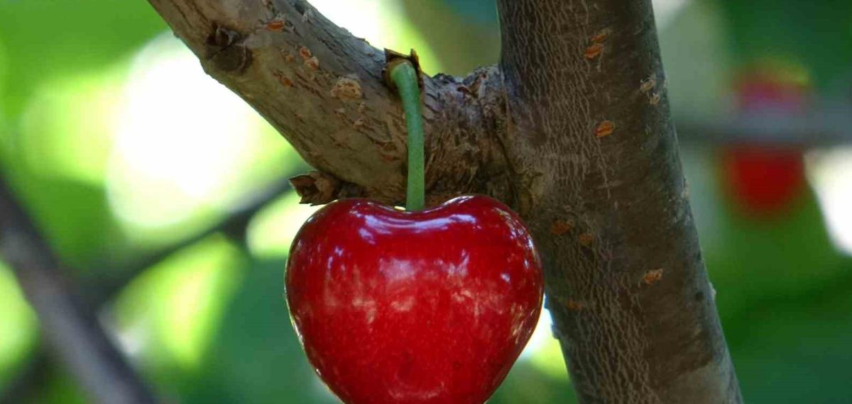 Küslere Müjde, 1 Hafta Sonra Kalpli Kirazlar Kalpleri Tamir Etmeye Geliyor