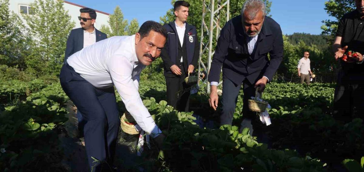 Lezzetiyle Damaklarda Tat Bırakan Çilekte 10 Bin 900 Ton Rekolte Bekleniyor