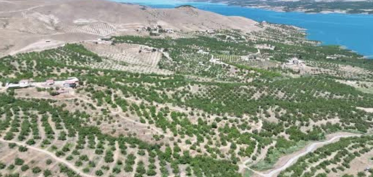 Malatya Kale’de 2026 yaş kayısı hasadı başladı, ürünler ihracata hazırlanıyor