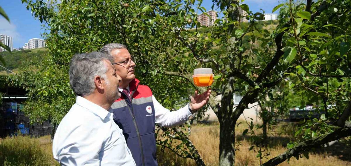 Meyvelerin En Büyük Düşmanına Samsun’da Savaş Açıldı
