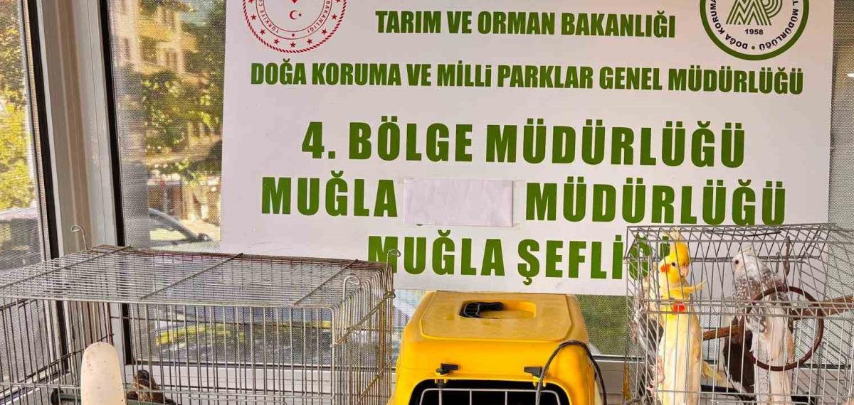Muğla’da Cimer’e Yapılan Şikayet, Kaçak Hayvan Ticaretini Ele Verdi