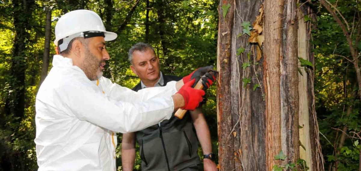 Muğla’da sığla yağı ve sığla buhuru üretimi başladı