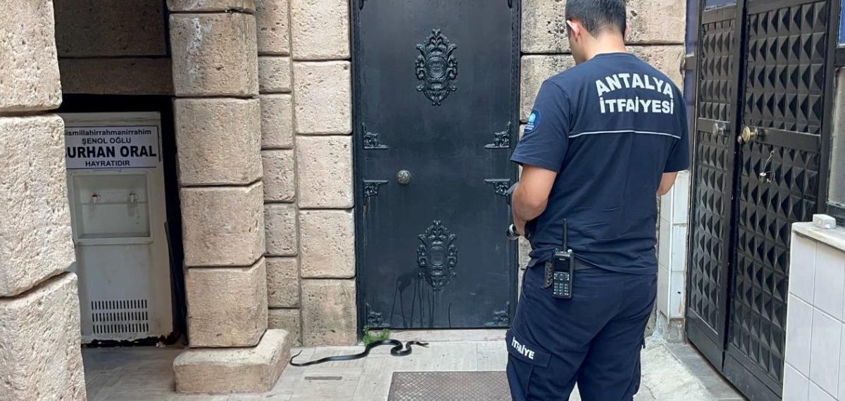 Namaza Gelen Cemaat Karşılaştıkları Yılanı Evvel Oyuncak Sandı, Hareket Edince Telefona Sarıldı