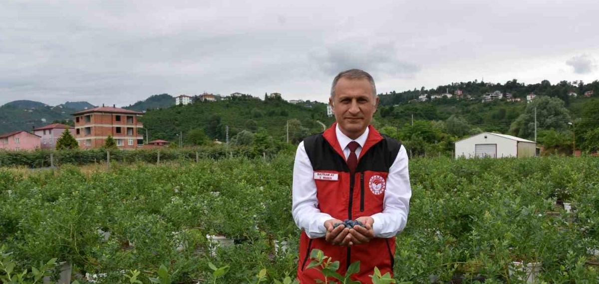 Ordu’da maviyemiş hasadı başladı, üretim artıyor