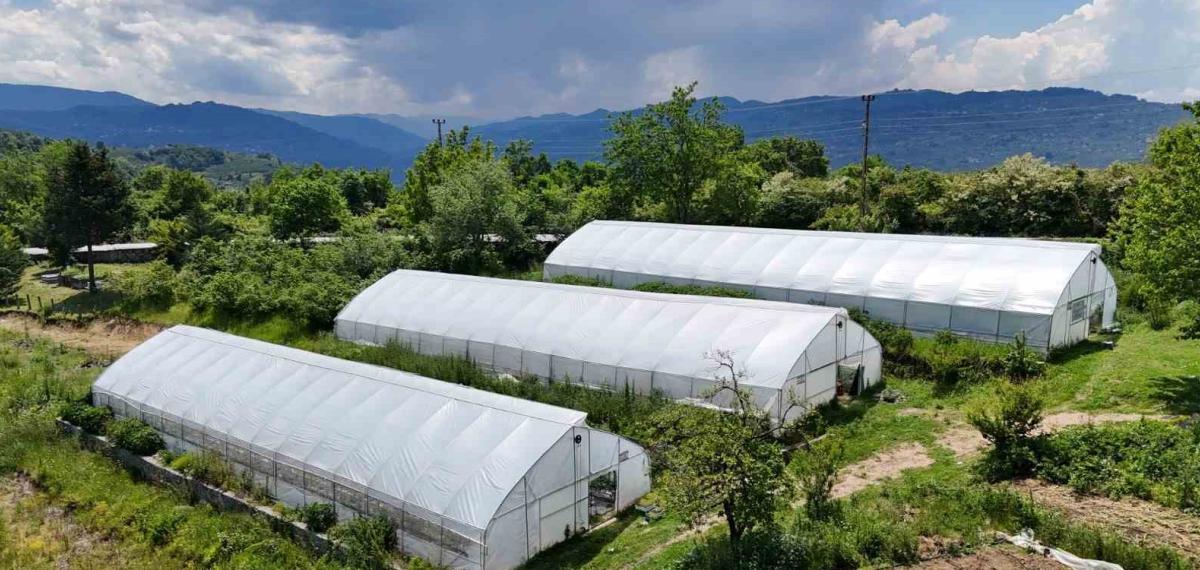 Ordu’da Örtü Altı Üretim 68 Bin Metrekareye Ulaştı