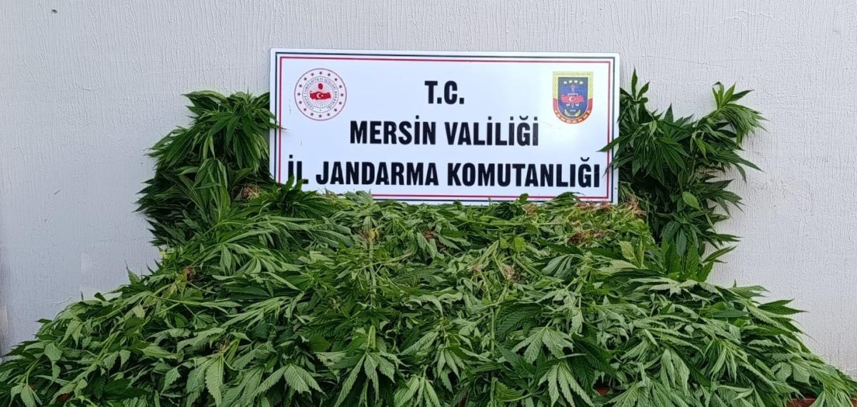 Ormanda Kenevir Yetiştirenlere Suçüstü Operasyon: 2 Tutuklama