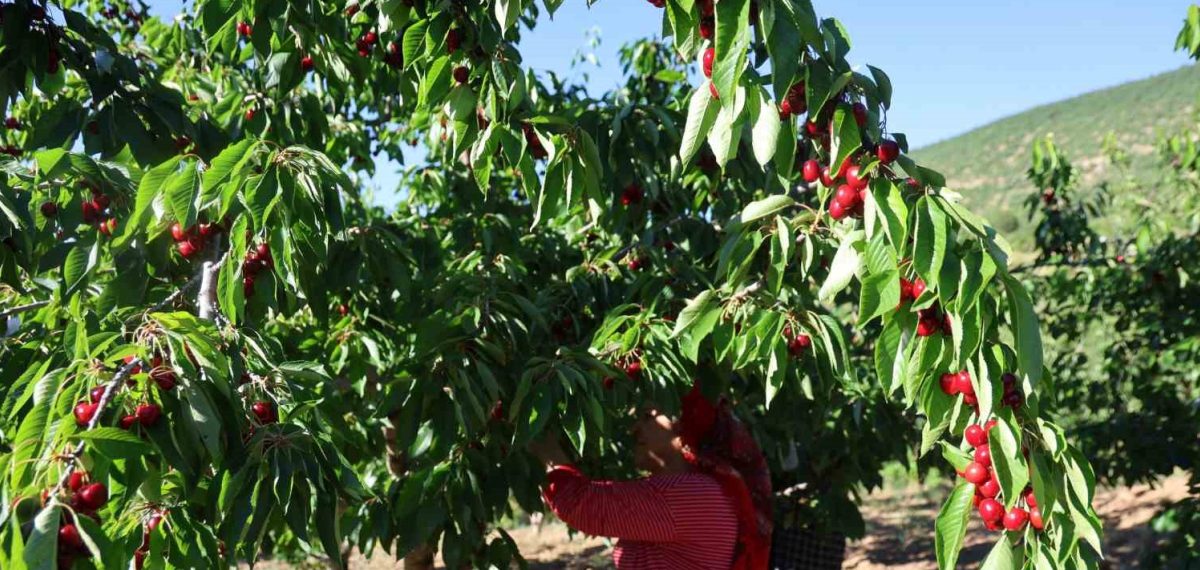 Saimbeyli dalbastı kirazında hasat başladı, üretici rekolteye rağmen fiyat endişeli