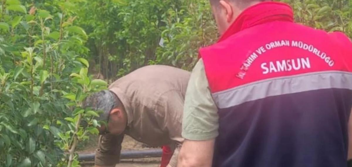 Samsun’da Fidancılık İşletmeleri Mercek Altında