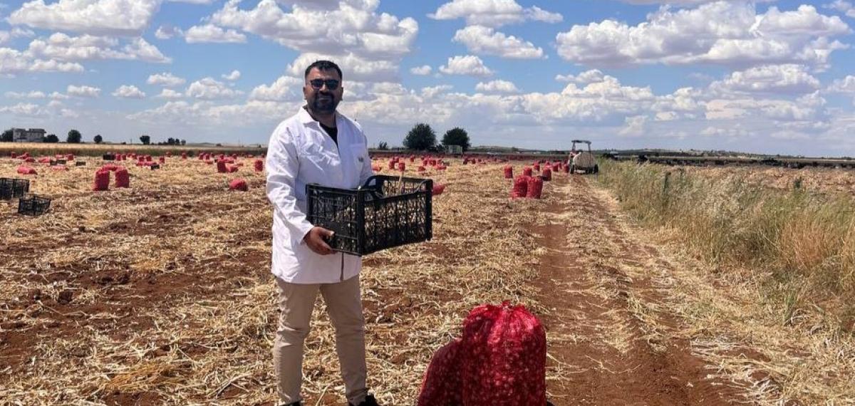 Şanlıurfa’da Sarımsak Hasadı Devam Ediyor