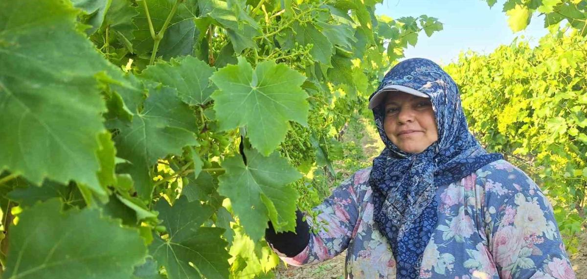 Sarıgöl’de Üzüm Bağlarında İmece Mesaisi