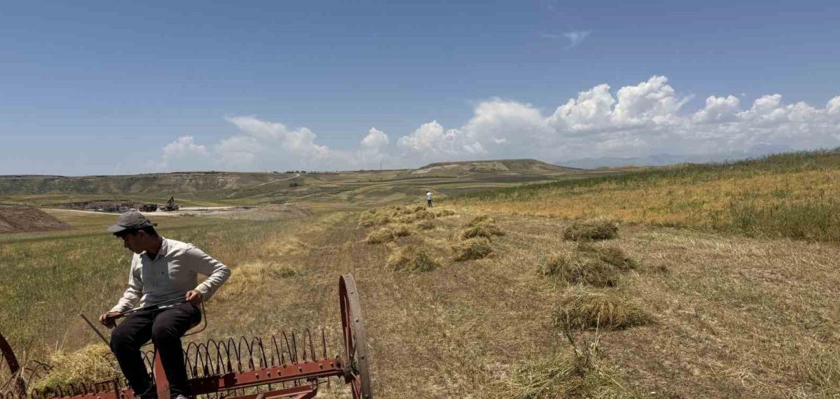 Siirt’te Mercimek Hasadı Başladı: Çiftçinin Yüzü Gülüyor