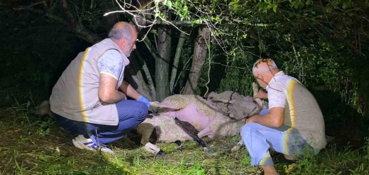 Sürüye Yıldırım İsabet Etti, 6 Küçükbaş Hayvan Telef Oldu