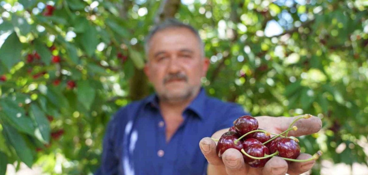 Tokat’ta Ziraat 0900 kirazında rekolte arttı, üreticiler hasattan memnun