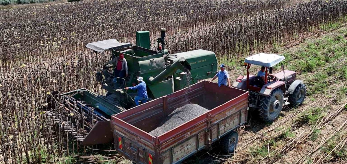 Adana’da erken hasat başladı, ayçiçeği verimi dönümde 250-350 kg bekleniyor