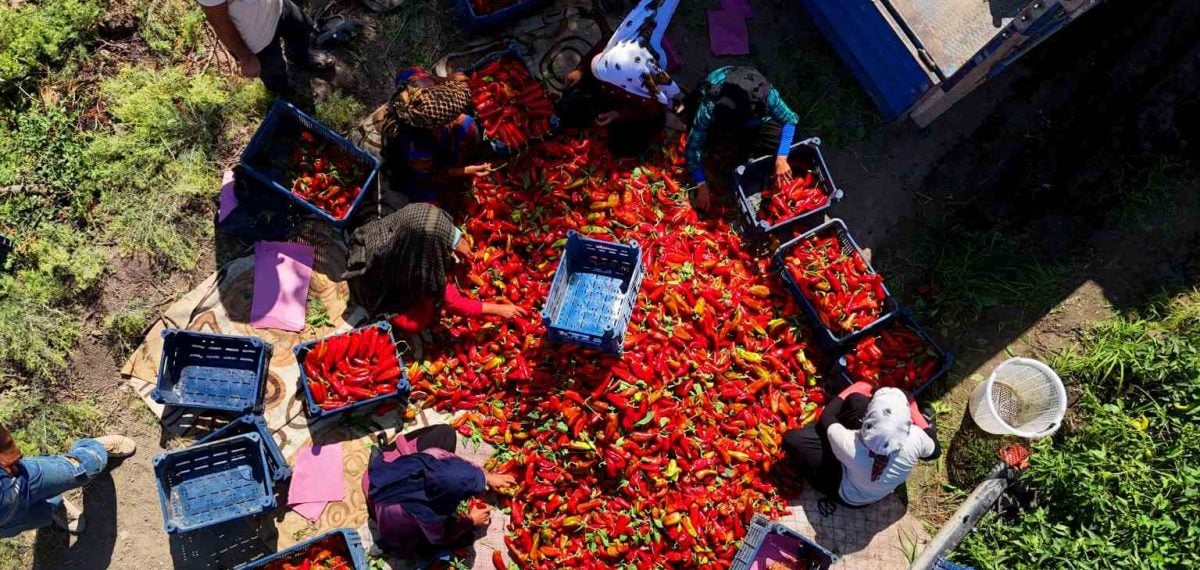 Adana’da kapya biber hasadı başladı – verim 8-10 ton, fiyat 17-30 TL
