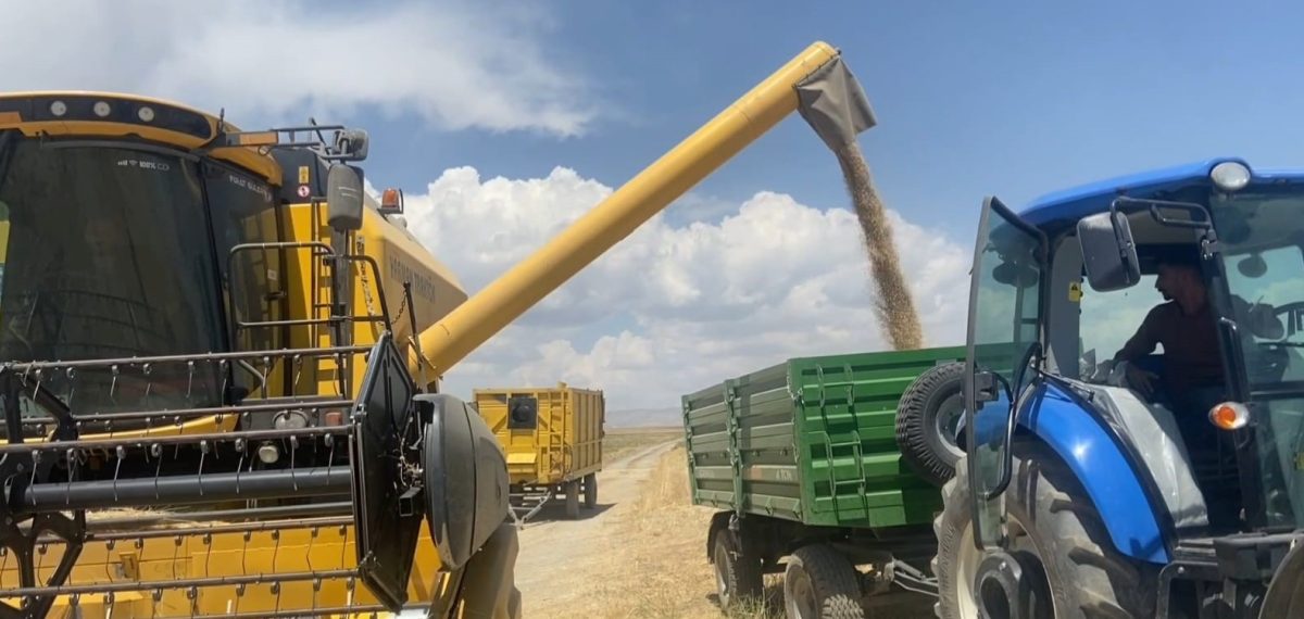 Adilcevaz’da buğday hasadı başladı, 150 bin dekarda biçerdöverler tarlada