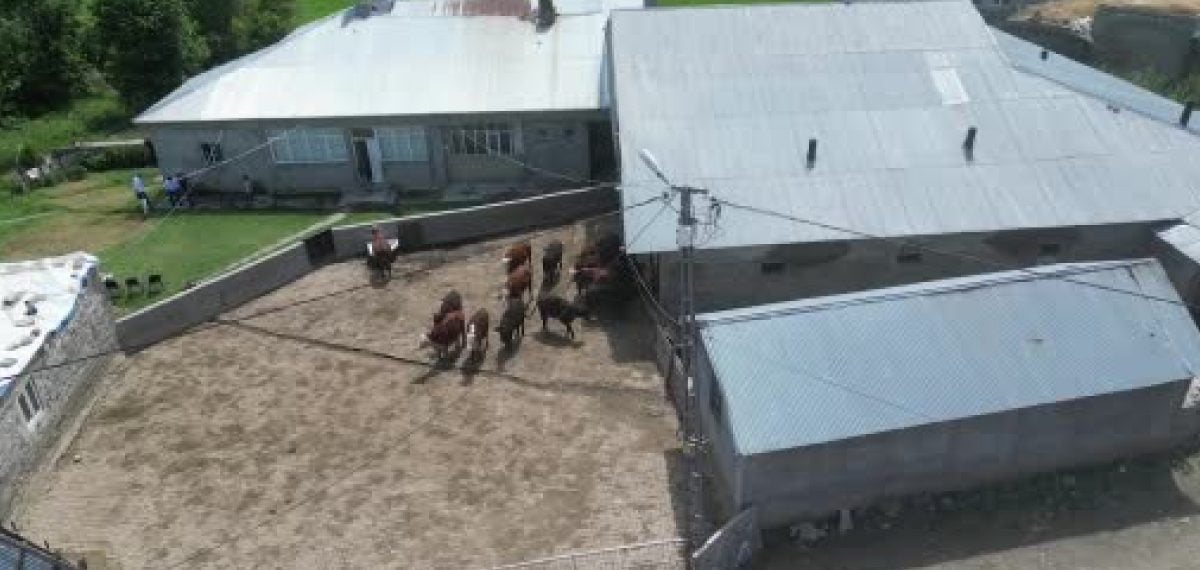 Ağrı’da 15 gebe Angus ve Hereford düve teslimatı: Bakanlık projesi kapsamında destek verildi