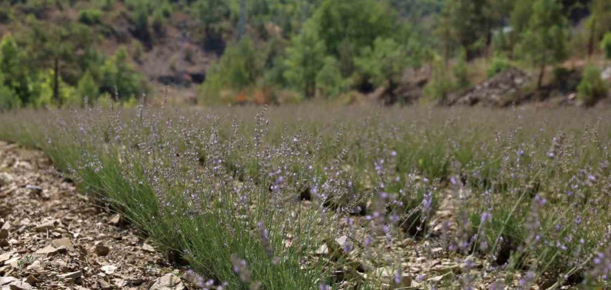 Alanya’da Fakırcalı’da dikilen 30 bin lavantanın ilk hasadı yapıldı