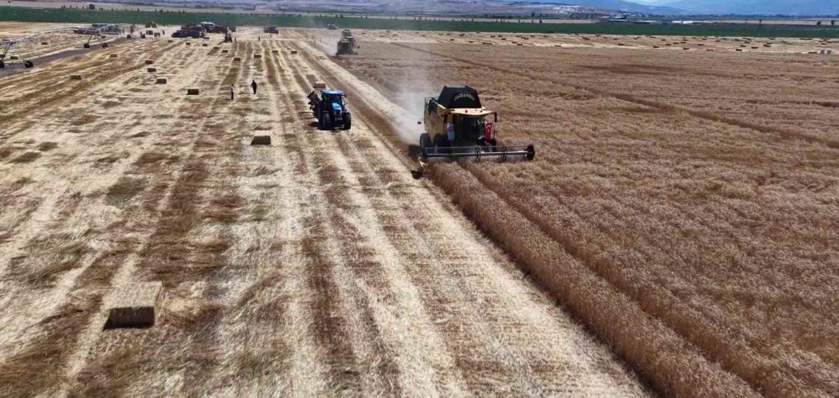 Amasya’da buğday ve arpa rekoltesi yüzde 100 artış gösterdi