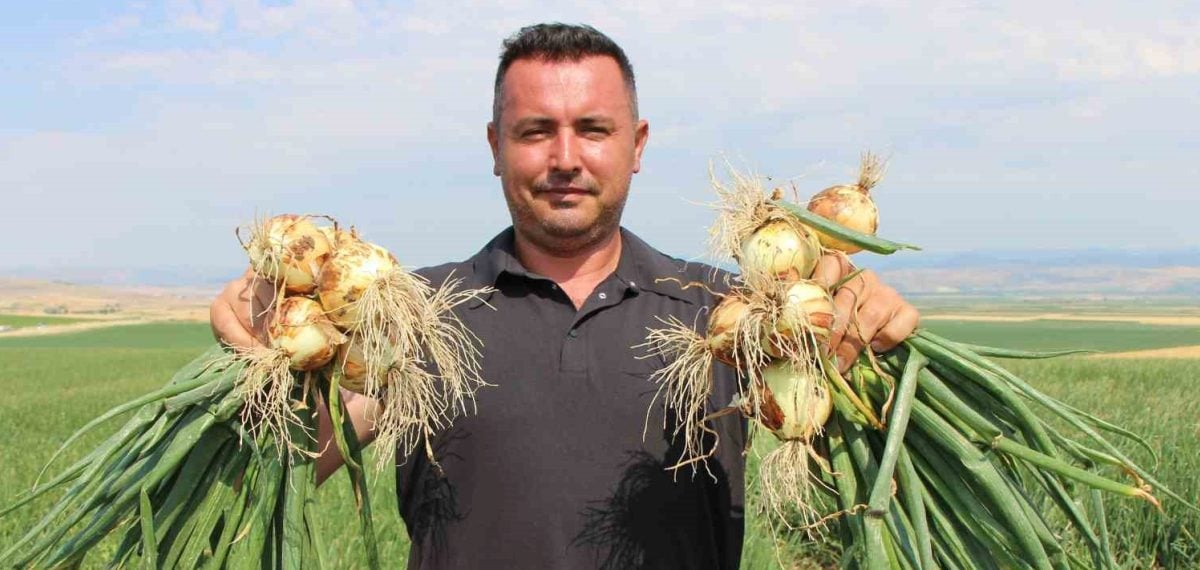 Amasya’da soğan tarlada 15-25 TL arasında satılıyor; üreticiler fiyatların düşeceğini söylüyor