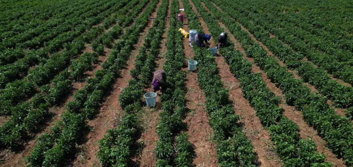 Arslanlar biberinde hasat başladı – Torbalı’da fiyat ve üretim ayrıntısı
