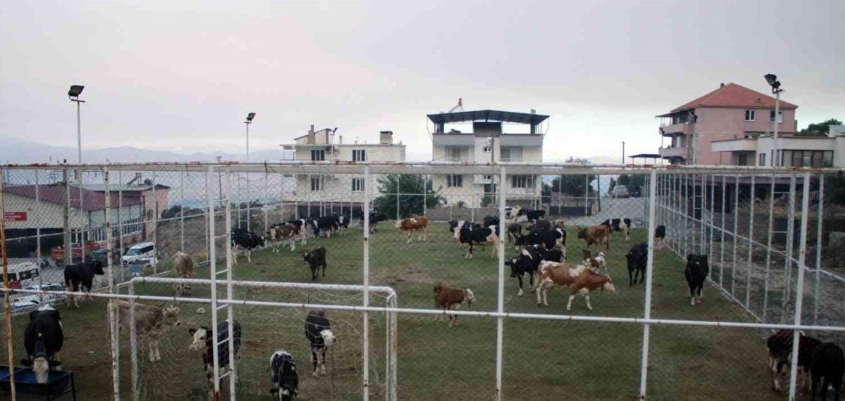 Aydın Çine’de orman yangını: Mutaflar’da hayvanlar halı sahaya tahliye edildi