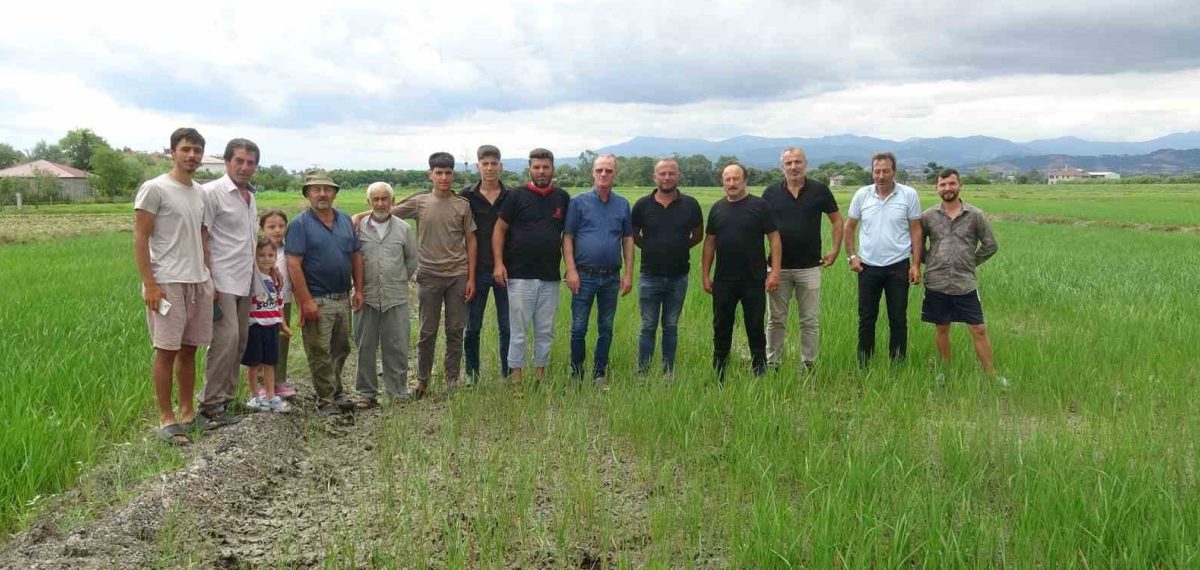 Bafra Üçpınar’da 15 gündür süren sulama sıkıntısı üreticileri mağdur ediyor
