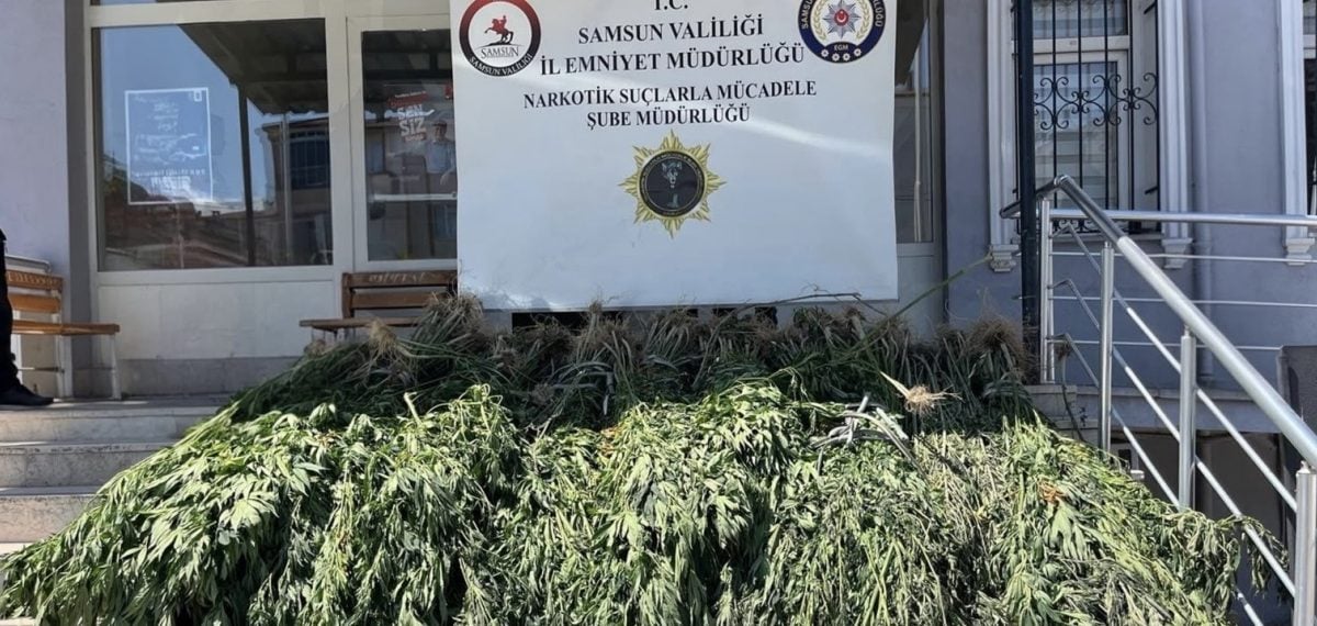 Bafra’da 782 kök kenevir ve 8 kilogram esrar ele geçirildi, 1 kişi tutuklandı