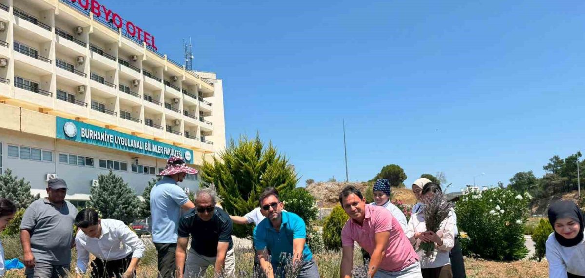 Balıkesir Üniversitesi’nde ‘Lavanta Kokulu Okul’ uygulamasıyla lavanta hasadı yapıldı