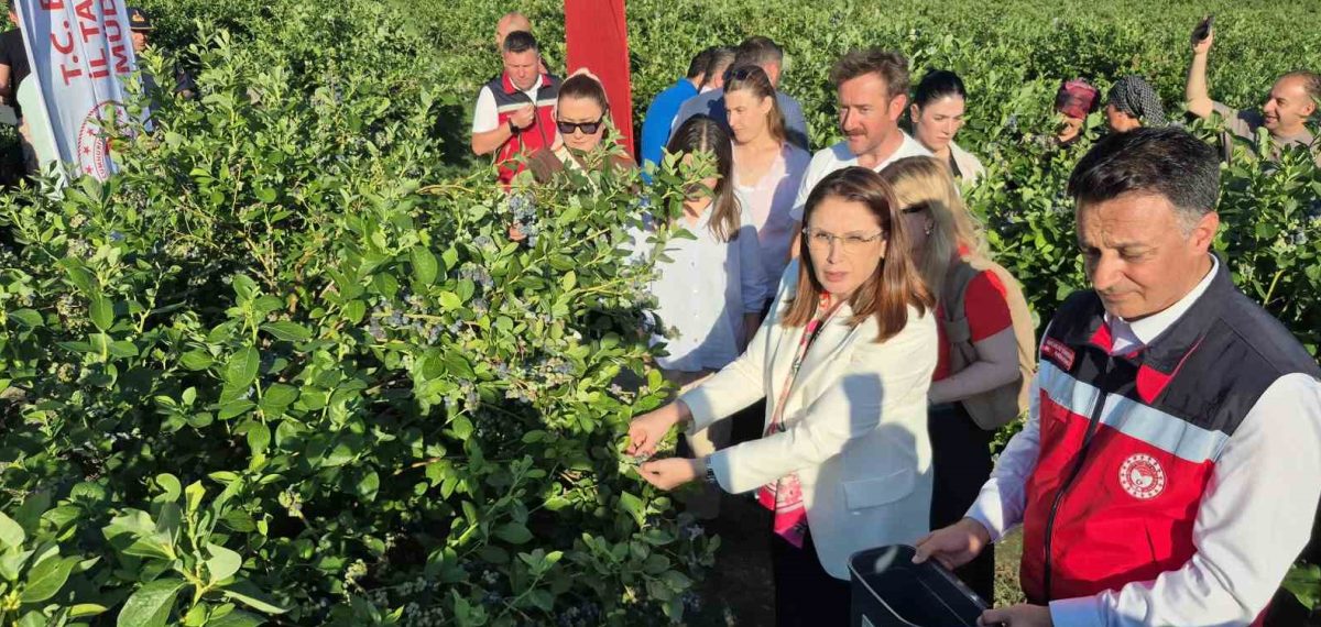 Bartın’da yaban mersini hasadı başladı: 30 dekarda 10 bin saksıdan 35 ton rekolte bekleniyor