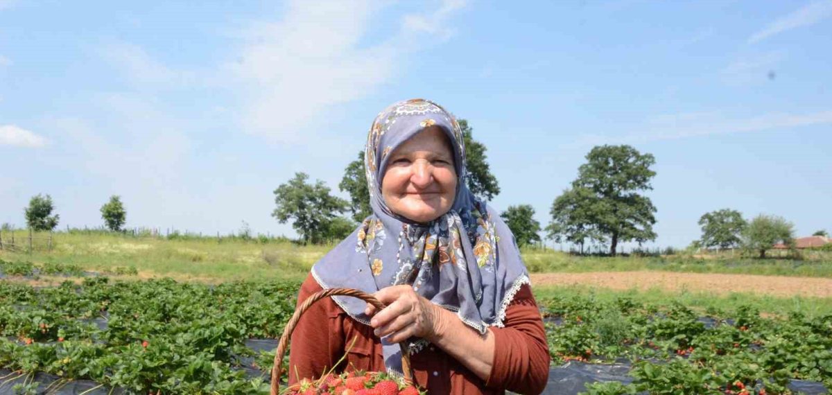 Bilecik’te hobiden 42 dönüme çıkan çilek bahçesinde ziyaretçiler dalından çilek topluyor
