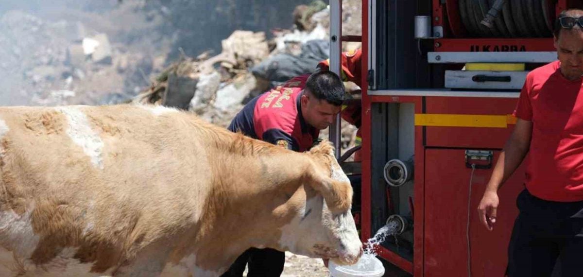 Bodrum’da bahçe atığı yangını söndürüldü, itfaiyeciler ineklere temiz su sağladı