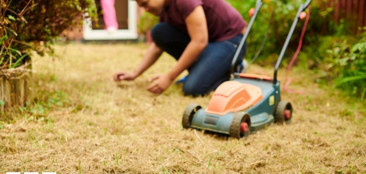 Brown lawns and wilted borders recover naturally after drought, experts say