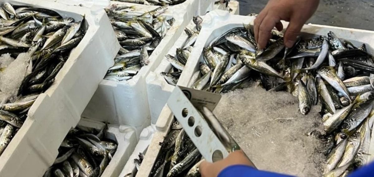 Buca Balık Hali’nde 241 kilogram kaçak su ürünü ele geçirildi