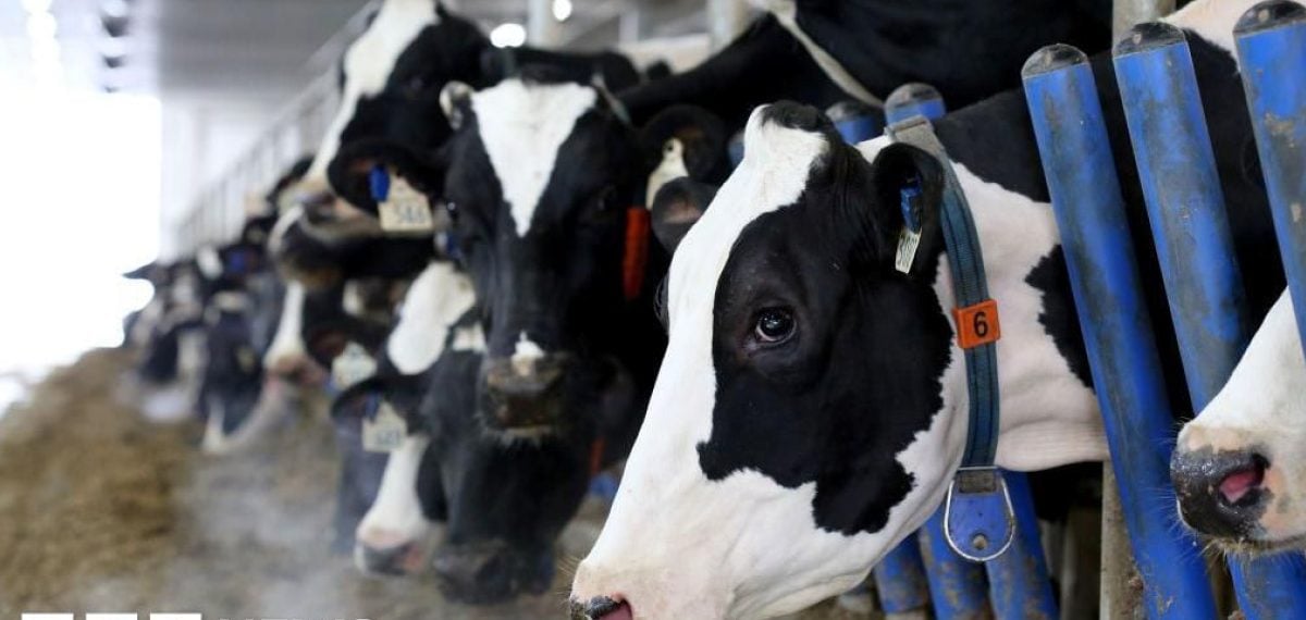 Canada defends supply management as US threatens 50 percentage tariffs