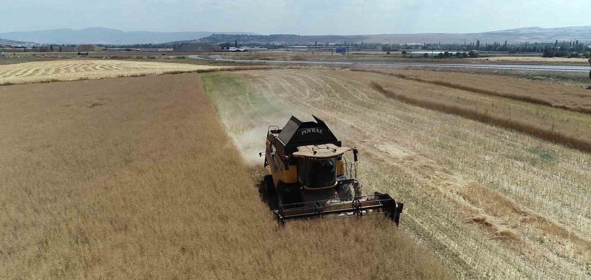Çorum’da kanola ilk hasat edildi, dekarda 400-450 kg ve yüzde 45 yağ oranı sağlandı