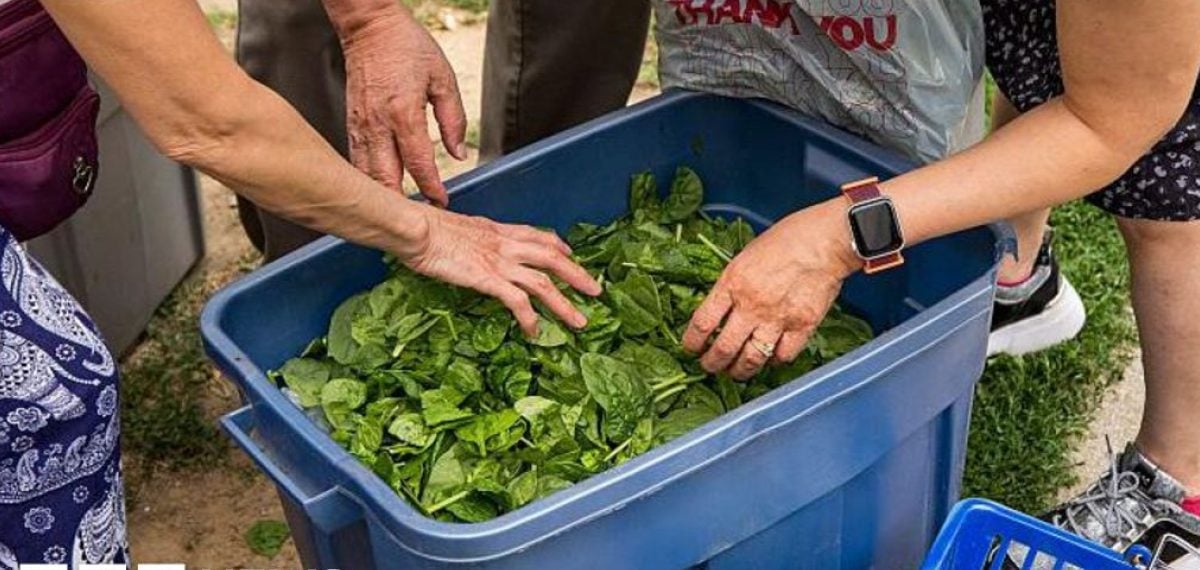 Cyclospora outbreak sickens thousands in US, Michigan hit hardest