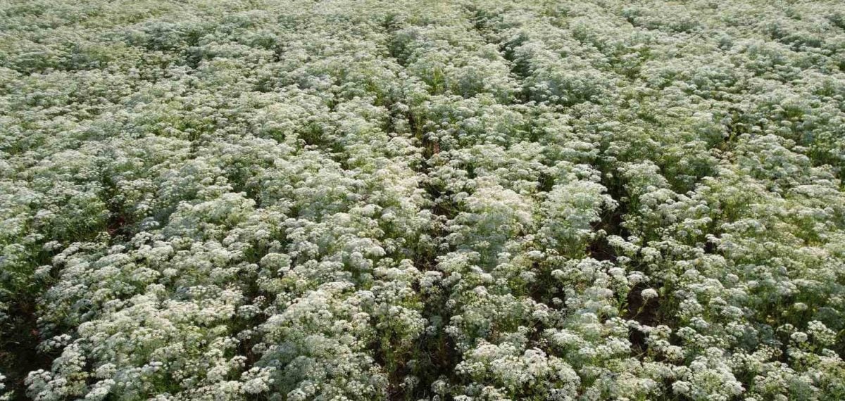 Denizli’de aylık 150 ton kekik işleniyor, ihracat ağı güçleniyor