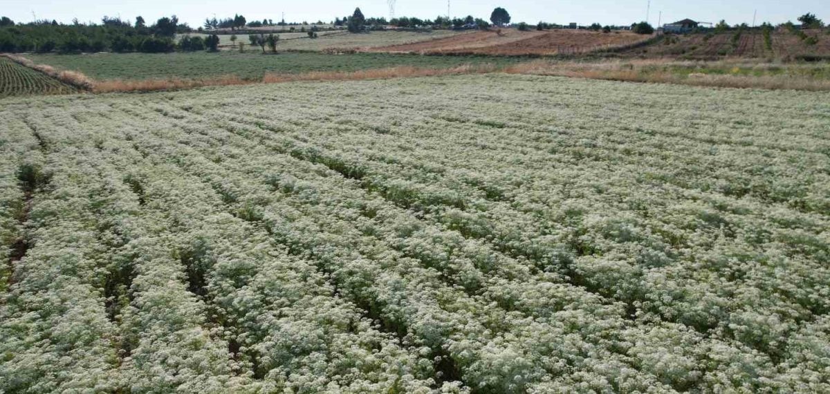 Denizli’de protokol ilk kekik hasadına katıldı; kentin üretimde yüzde 80 payı vurgulandı
