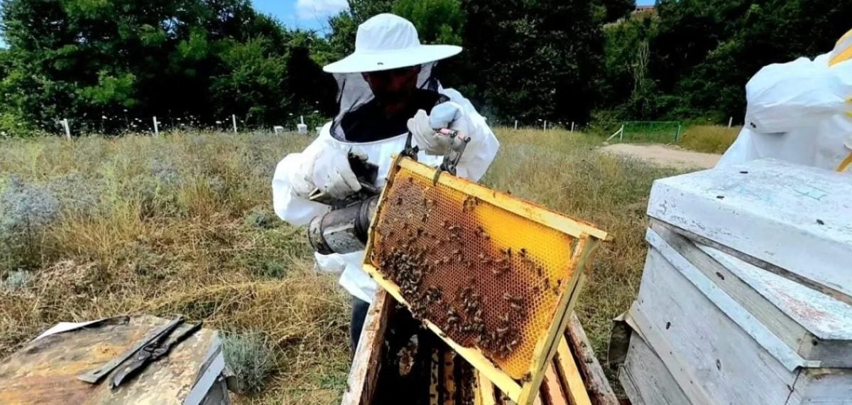 Dibekli Bal Ormanı’nda ilk bal hasadı gerçekleştirildi, üreticiler memnun