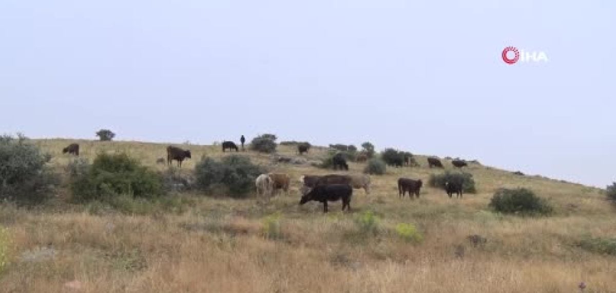 Elmadağ’da fırtına sırasında yıldırım isabet etti, 58 yaşındaki çoban yaşamını yitirdi
