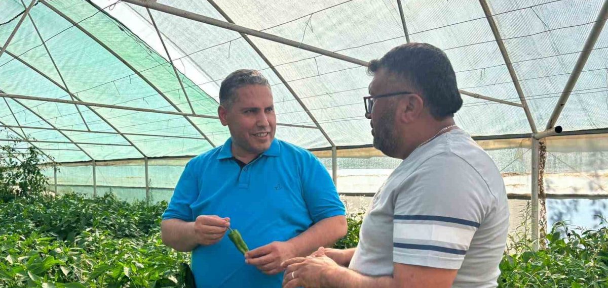Emcelli Biberi hasadı başladı, yerel üretici gelirine katkı artıyor
