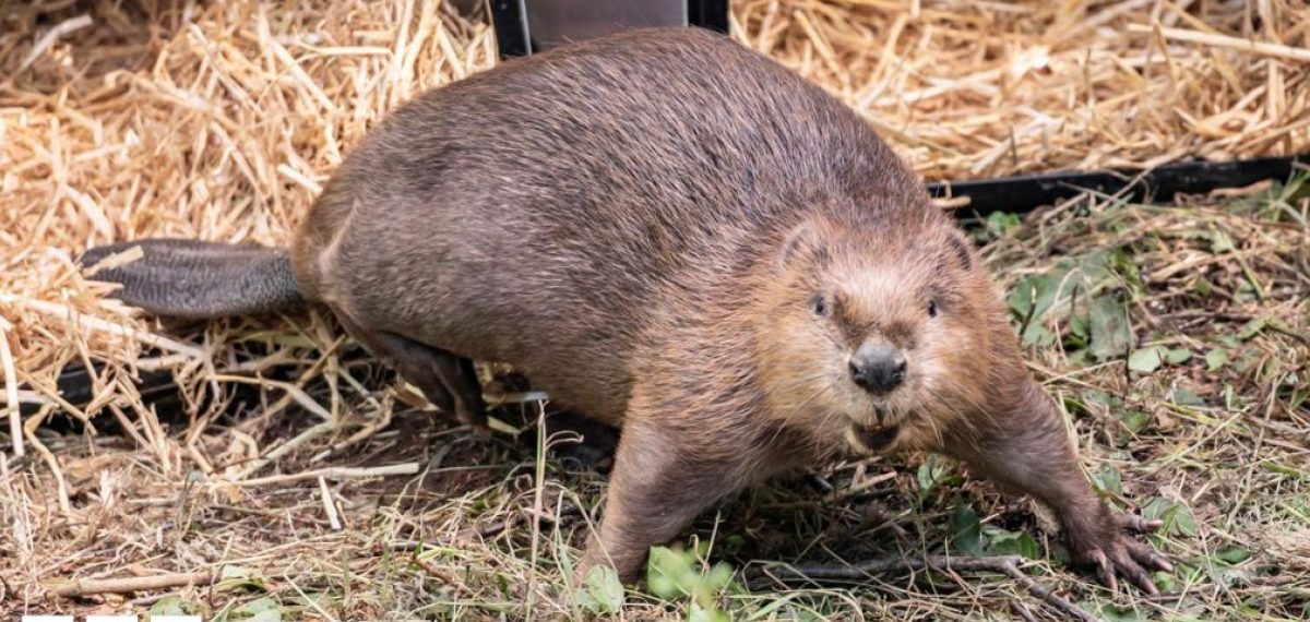 Escaped beaver Steve fathers first kit after relocation to Wales